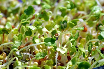 E Coli : Les attaques récentes contre les produits biologiques reposaient sur… une étude qui n’existe pas ! E Coli : Les attaques récentes contre les produits biologiques reposaient sur… une étude qui n’existe pas !