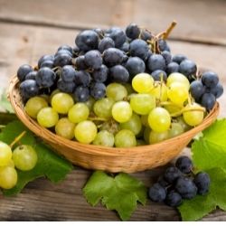 Cure de Raisin : la saison est lancée ! Cure de Raisin : la saison est lancée !