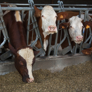 Moins de viande ? Focus sur la grande famille végétarienne Moins de viande ? Focus sur la grande famille végétarienne