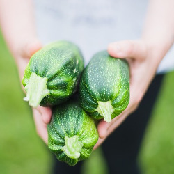 Les Courgettes sont de retour