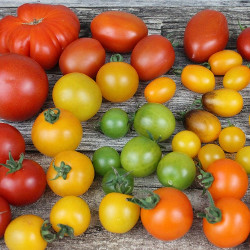 La Bienvenue aux Tomates anciennes