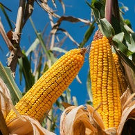 Victoire contre le Maïs OGM 