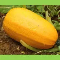 Courge Spaghetti au Pesto