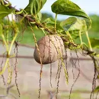 Igname à la Mozzarella végétale