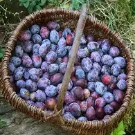 Boeuf en sauce aux Prunes
