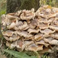 Pleurotes à la crème