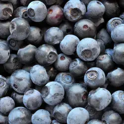 Clafoutis de Myrtilles